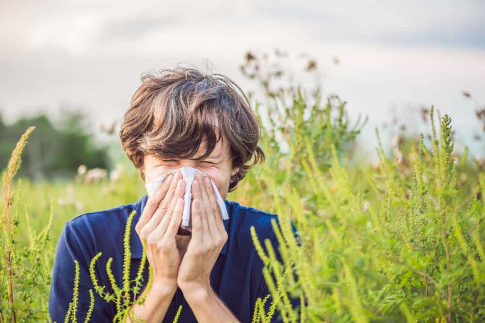Hay Fever Vaccinations - Learn The Truth Pollen Allergy Vaccines