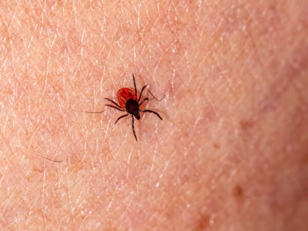 Deer tick on skin